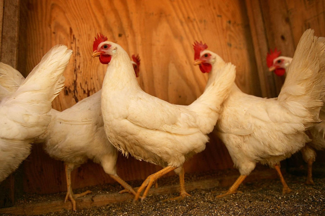 How Chickens Killed a $28,000 Deal